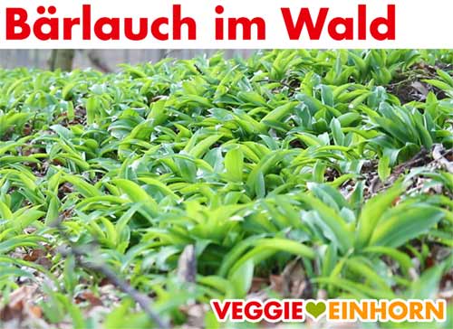 Bärlauch im Wald Bärlauch im Wald