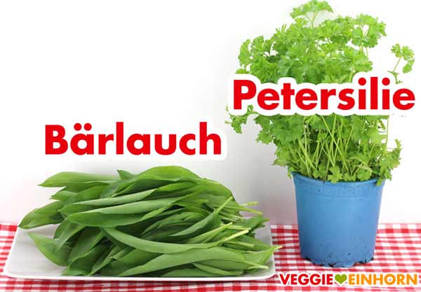 Frischer Bärlauch und Petersilie für Pesto Frischer Bärlauch und Petersilie für Pesto