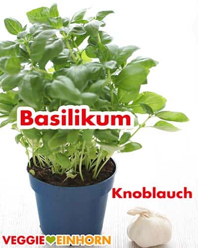 Frisches Basilikum und Knoblauch