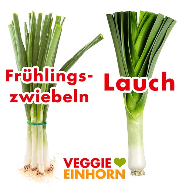 Lauchzwiebeln und Porree Ein Bund Frühlingszwiebeln und eine Stange Lauch