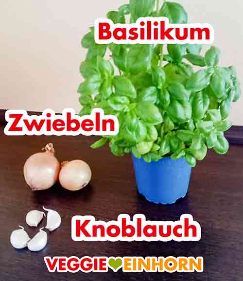 Zwiebeln, Basilikum, Knoblauch Zwei kleine Zwiebeln, frisches Basilikum und vier Knoblauchzehen