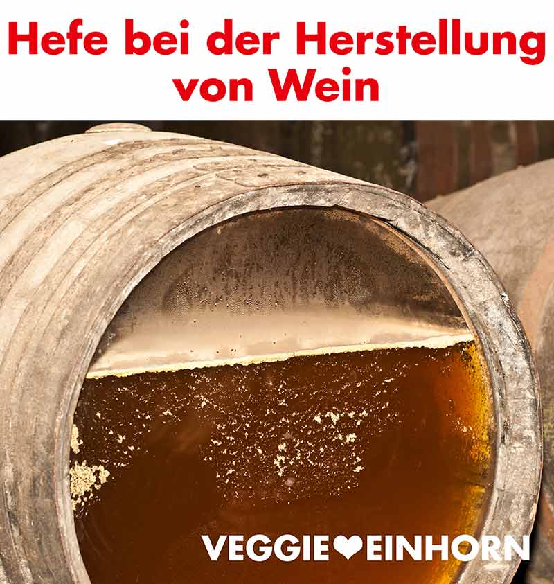 Hefe ist wichtig für die alkoholische Gärung bei der Wein Herstellung. Hefe in einem Fass mit Wein