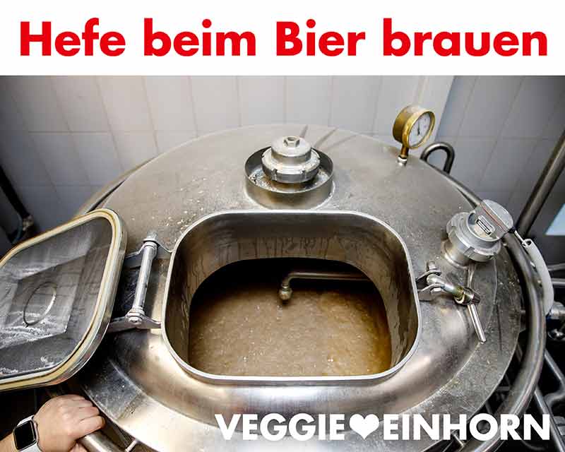 Hefe ist wichtig für die alkoholische Gärung beim Bier brauen. Hefe in einem Kessel beim Bier brauen