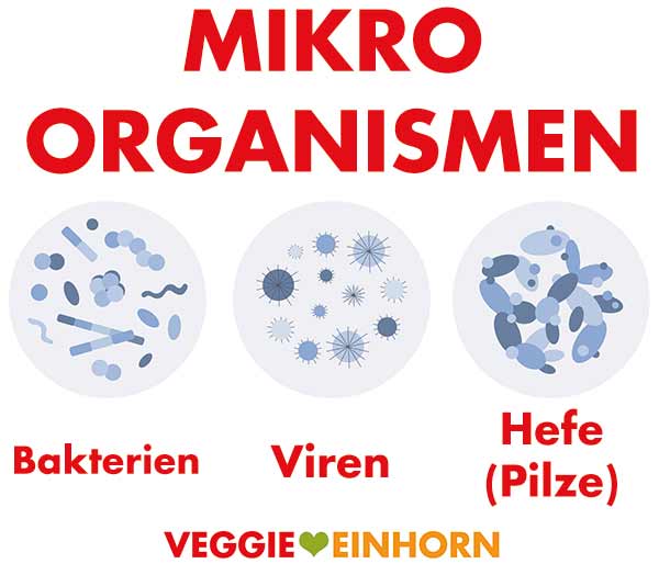 Hefen sind einzellige Pilze und gehören zu den Mikroorganismen. Hefe Pilze, Bakterien und Viren sind Mikroorganismen