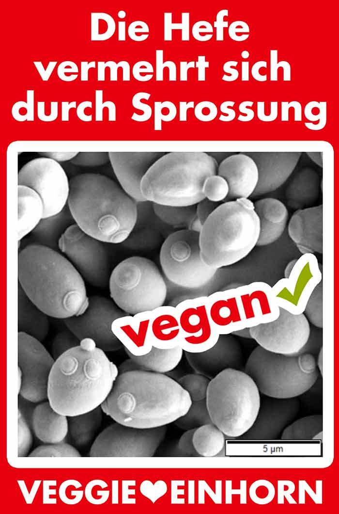Die Hefezellen vermehren sich durch Sprossung (Knospung). Hefe vermehrt sich durch Sprossung