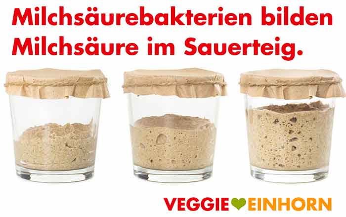 Sauerteig enthält vegane Milchsäure. Drei Gläser mit Sauerteig